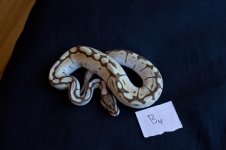 snakesNov-15.jpg