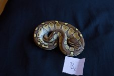 snakesNov-16.jpg