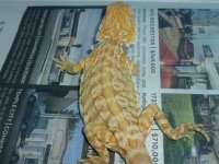 Male Hypo Leatherback het Trans 003.jpg