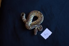 snakesNov-19.jpg