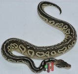 BP Lesser WM.JPG