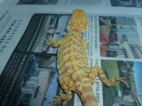 Male Hypo Leatherback het Trans 002.jpg