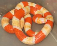 Female tricolor Albino.jpg