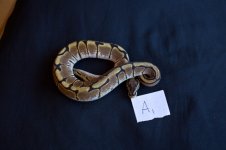 snakesNov-18.jpg