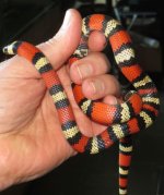 Tricolor Held.jpg