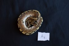 snakesNov-21.jpg