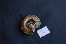 snakesNov-13.jpg