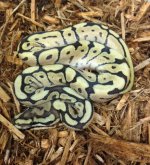 mojave_bumblebee_large.jpg