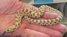 Male Hognose held.jpg