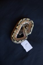 snakesNov-12.jpg