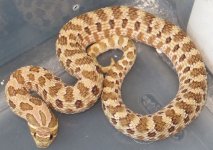 Male Hognose  41g.jpg