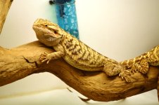 Axanthic 1.jpg