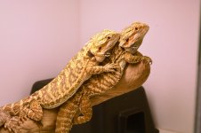 Axanthics 5 and 6.jpg