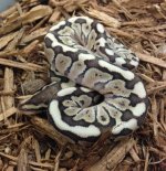 choc_woma_lesser_f_large.jpg