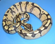 Fire Enchi Volta F1.jpg