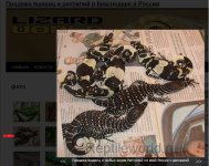 lace monitors.jpg