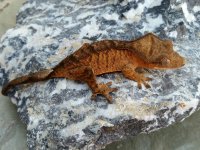 Orange Tiger Female.jpg