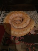 IMG_0021.jpg