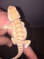 hypo het trans male 4.JPG