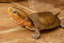 platy.jpg