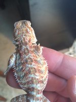 hypo het trans male 3.JPG