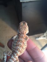 hypo het trans male 2.JPG