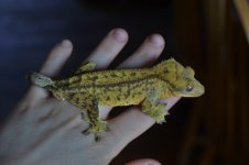 DSC_0158.jpg