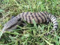 Irian jaya blue tongue skink2.jpeg