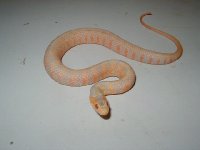 3643Water_snake_Florida_banded_red_albino_5_female_2_07_03_06.JPG-med.jpg