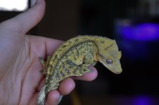 DSC_0306.jpg