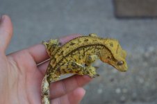 DSC_0120.jpg
