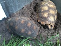 yellowfoot tortoise pair.jpeg