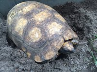 yellowfoot tortoise pai.jpeg