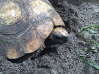 yellowfoot tortoise pair1.jpeg