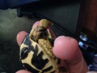 IMG_0335[1].jpg