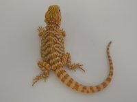 DSCN2527.jpg