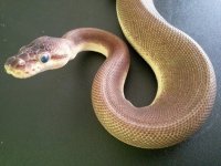 Pewter Genetic Stripe 01.jpg