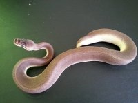 Pewter Genetic Stripe 02.jpg