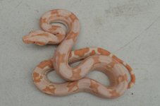 DSC_0868.jpg