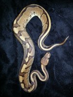 Calico GStripe 17.jpg
