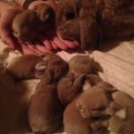 abinbabies.jpg