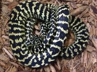 zebra jag SIRE.jpg