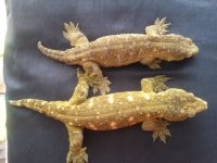 pair 2.jpg