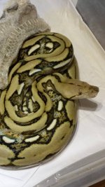 citrontigerf3.jpg
