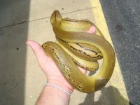 plattygolden 009.jpg