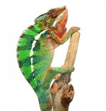 Thor Male 1 - Canvas Chameleons (3).jpg