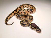 snake.jpg