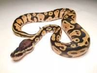 snake2.jpg