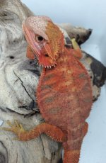 female 11inc,5 66grams trans female.jpg
