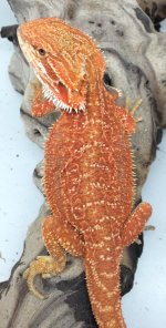 female 50%poss hypo trans 12gram 94gram.jpg
